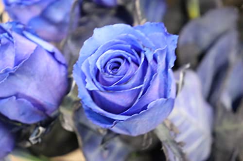 Blue薔薇様のorderのお品です。 楽天市場】バラ苗【6号新苗】あおのきせき【青の軌跡】 国産苗 6